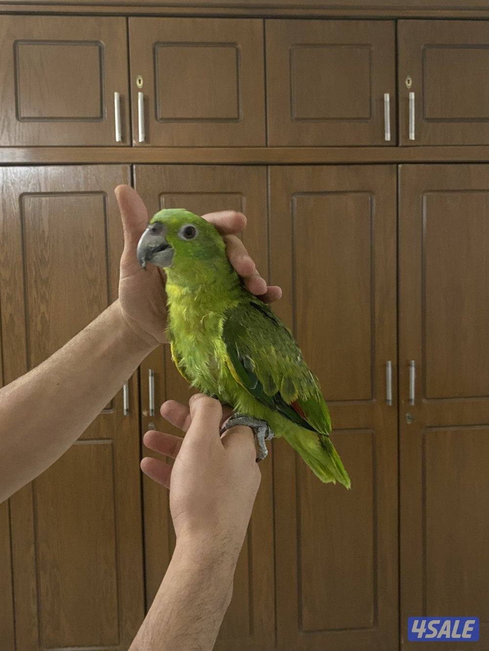 للبيع يلوناب العمر بين 6 او 7 شهور سبب البيع لعدم التفرغ2