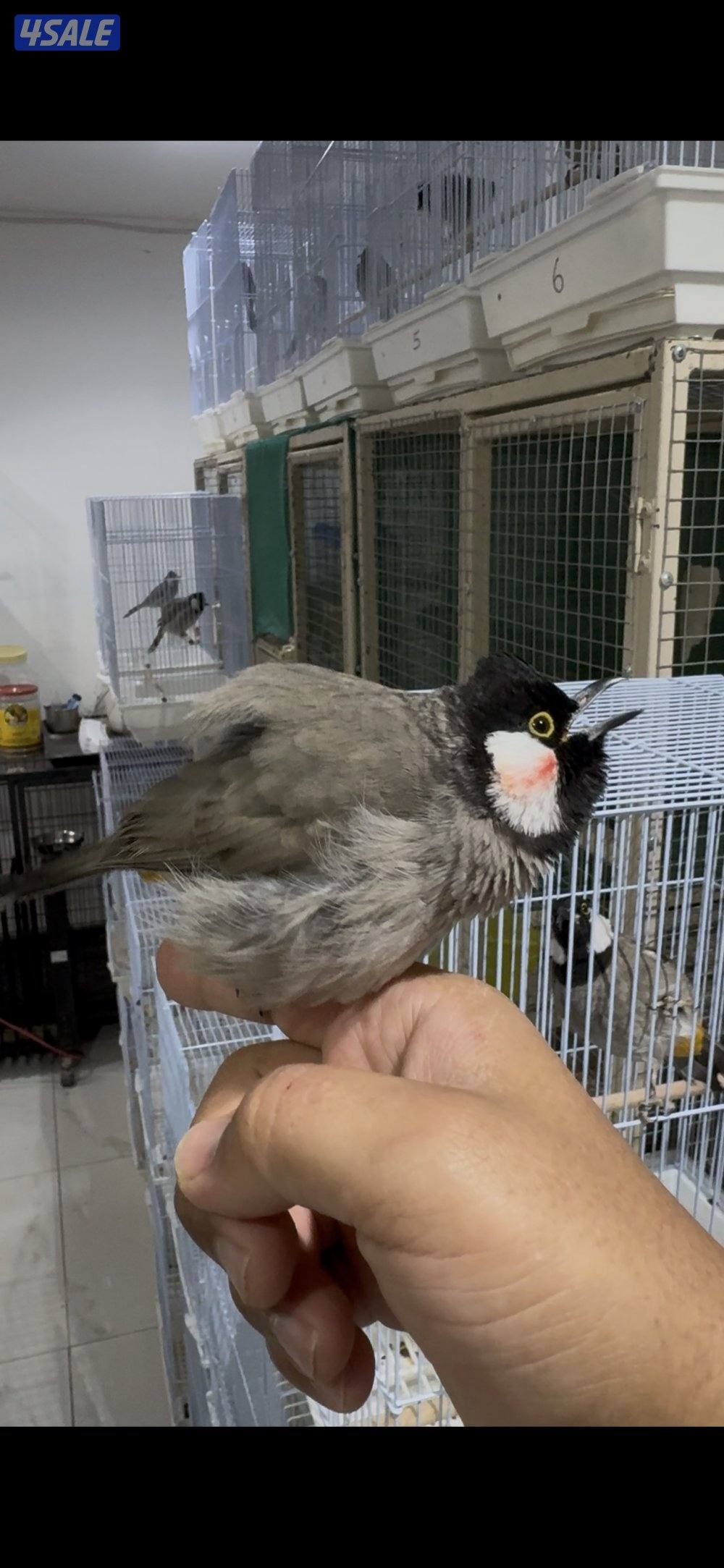 فروخ متنوعه4