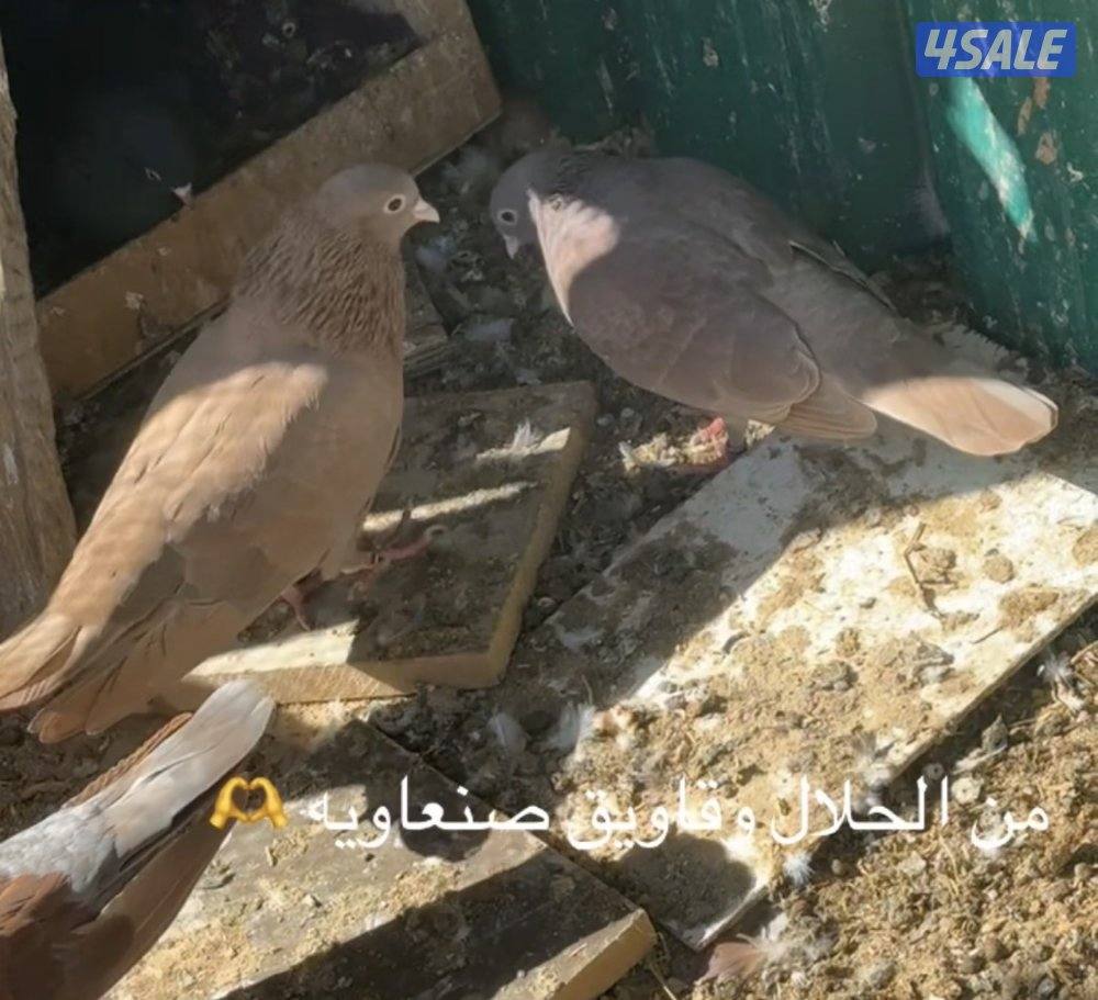 وقواق صنعاويه2