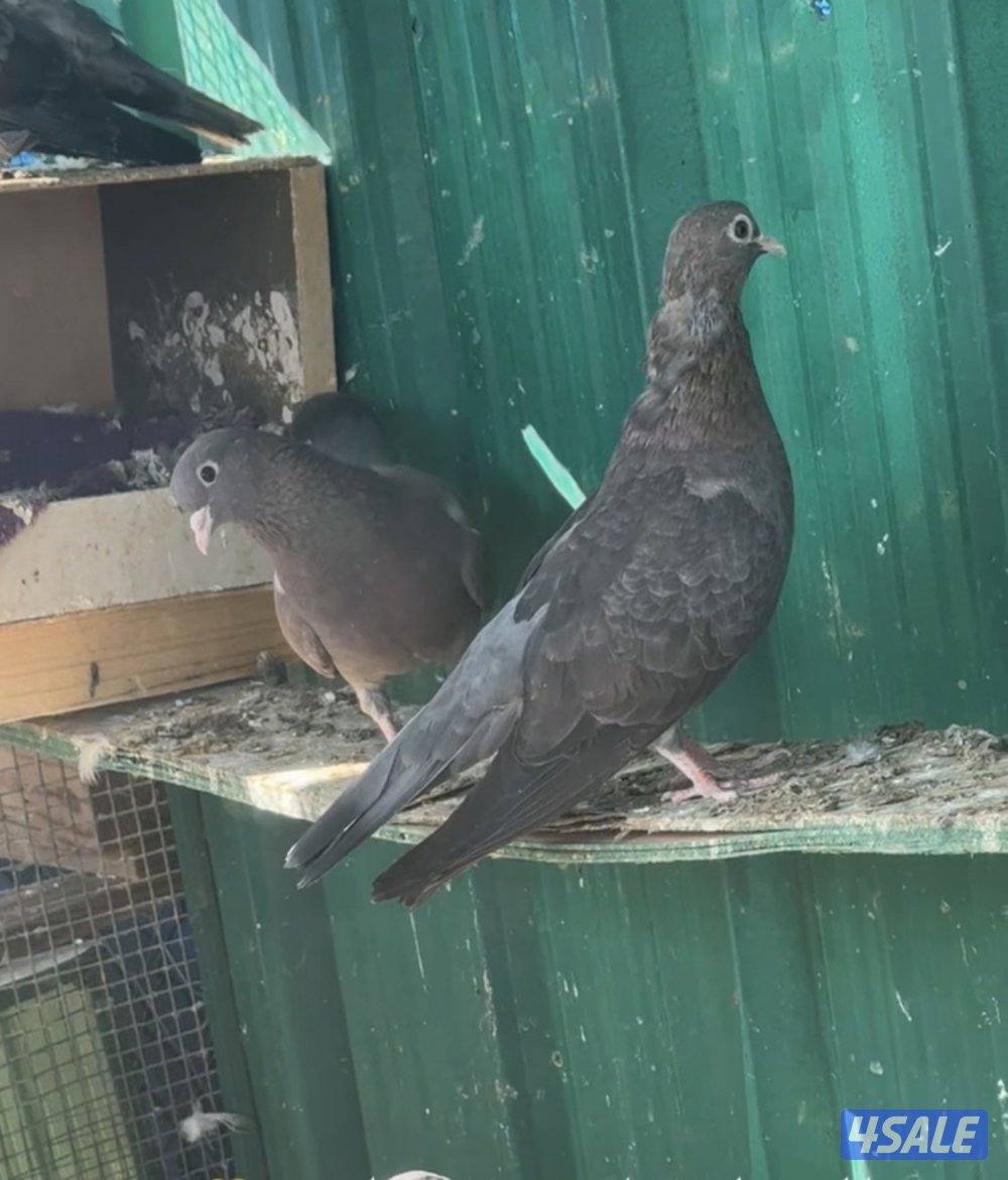 وقواق صنعاويه1