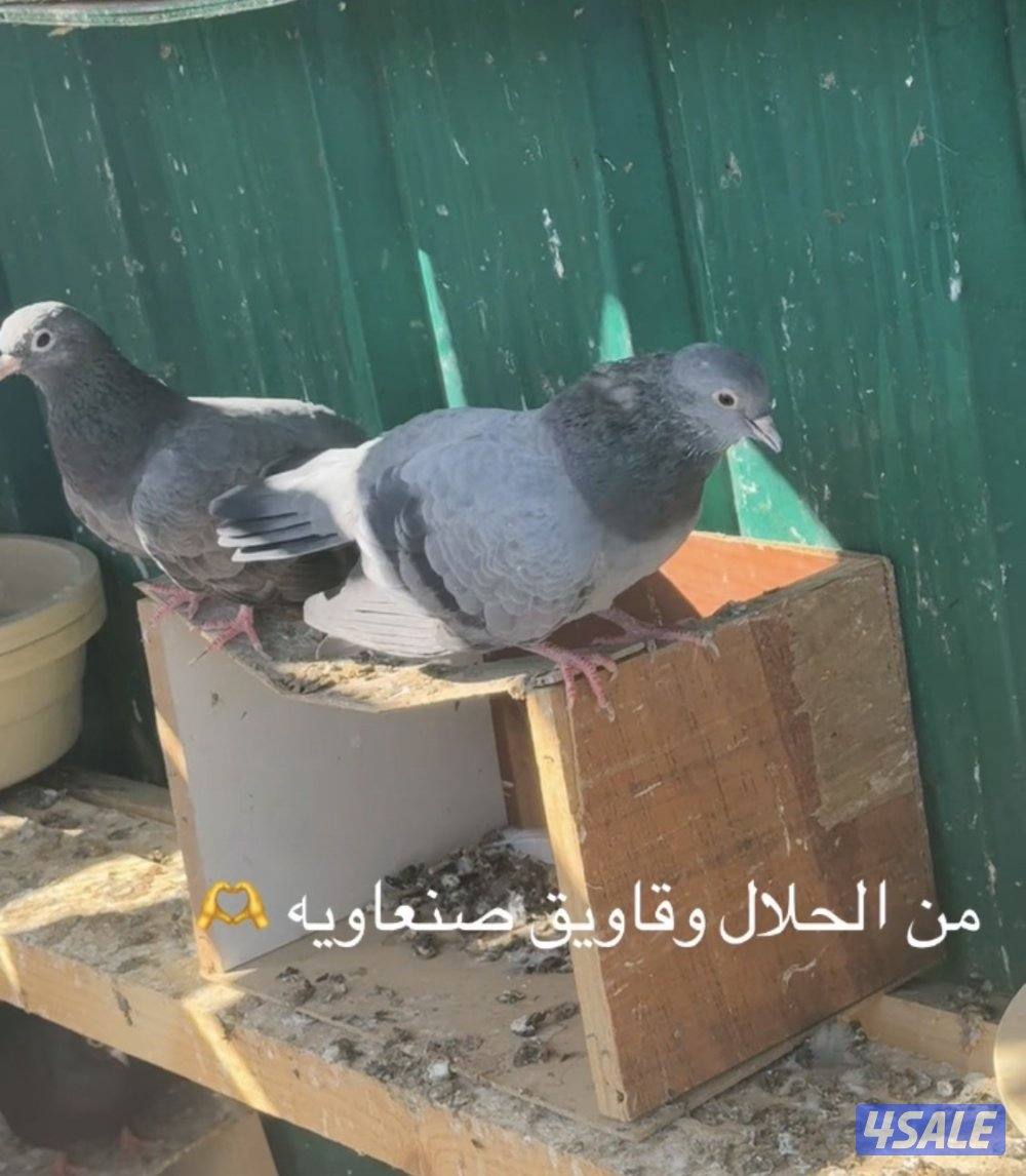 وقواق صنعاويه0