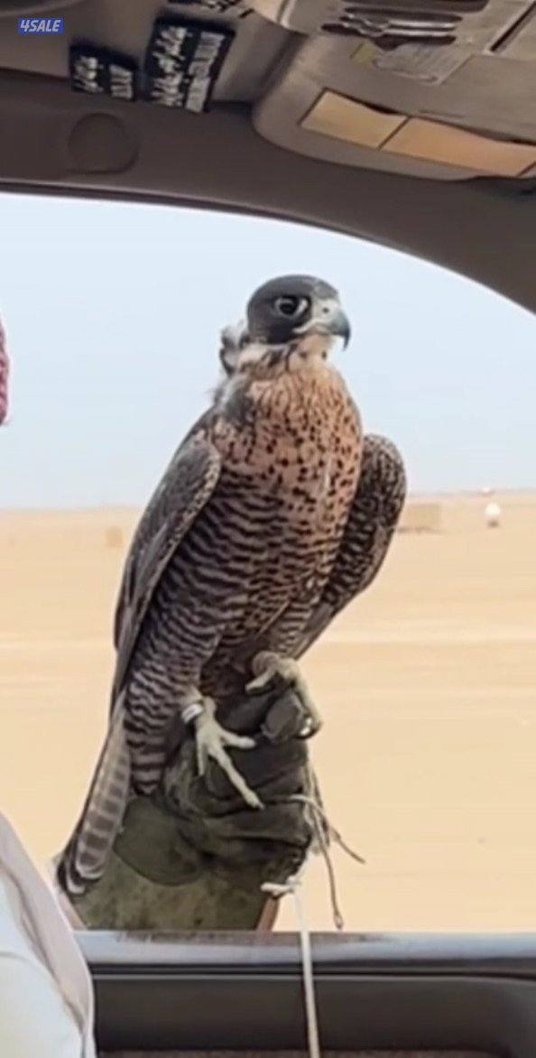 جير شاهين فاااخر2