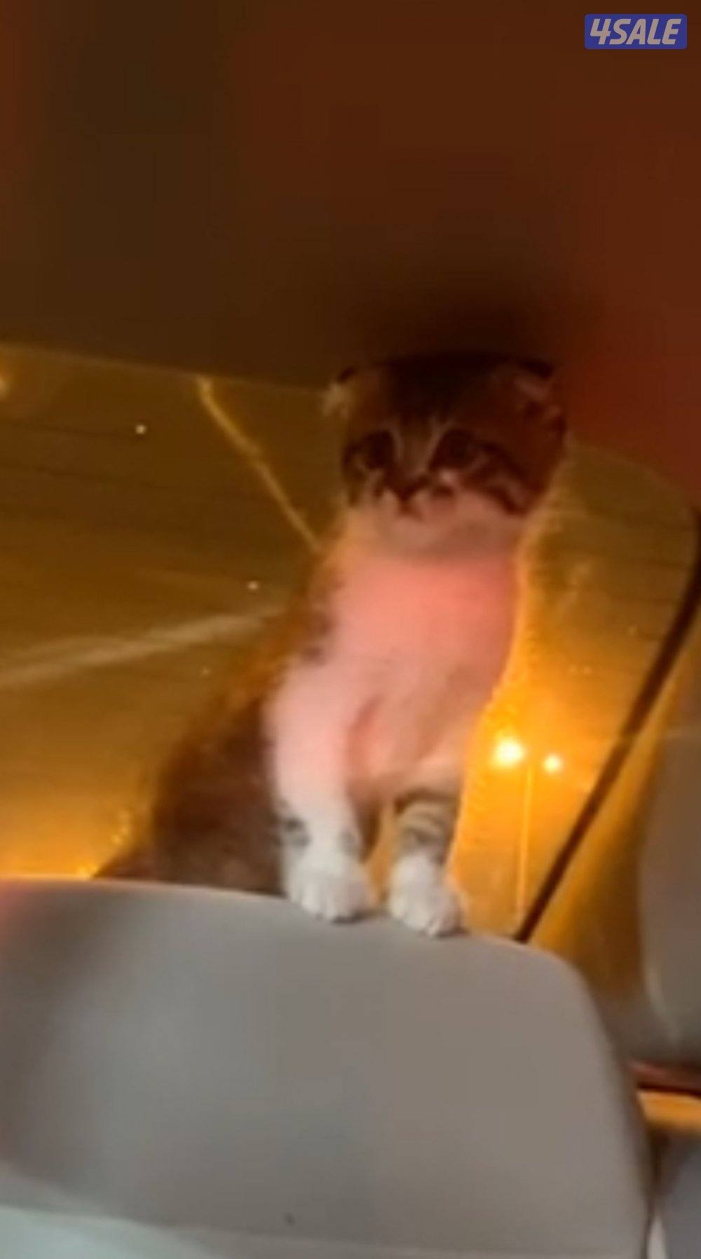 للبيع سكوتش فولد عمره شهرين0