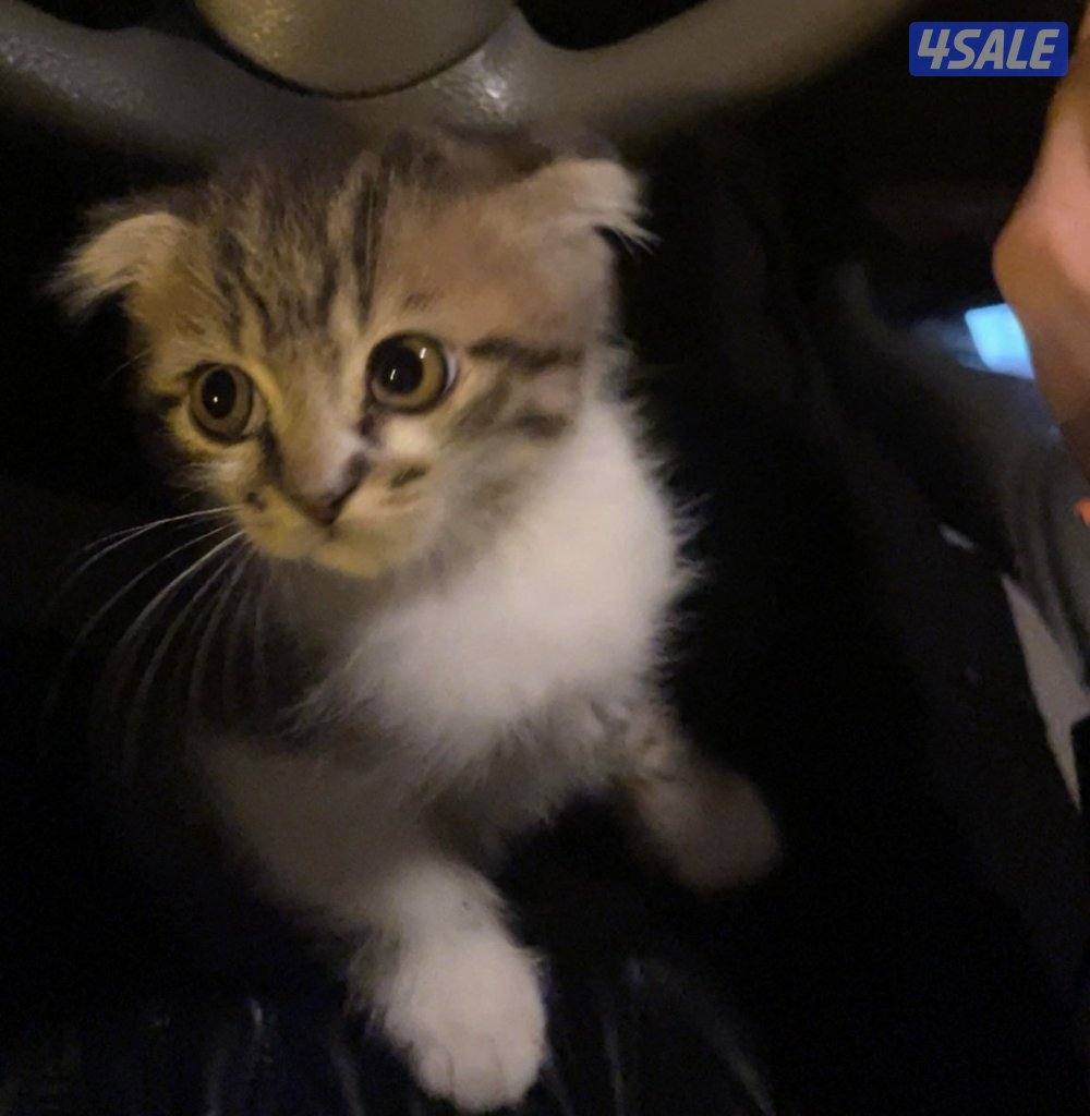 للبيع سكوتش فولد عمره شهرين1