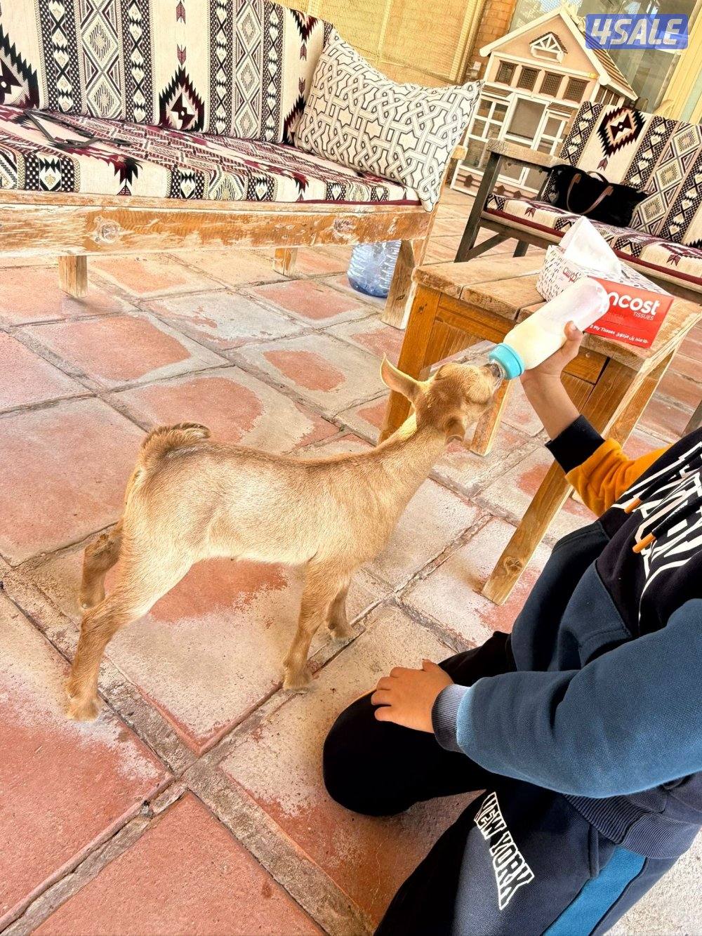 للبيع تيس بربري اللون اصفر متعلم على الرضاعه ( مميه ) العمر سبوعين ونص1