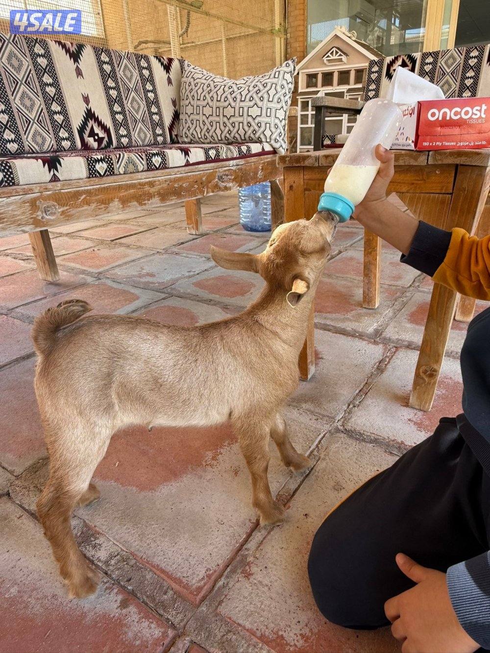 للبيع تيس بربري اللون اصفر متعلم على الرضاعه ( مميه ) العمر سبوعين ونص3