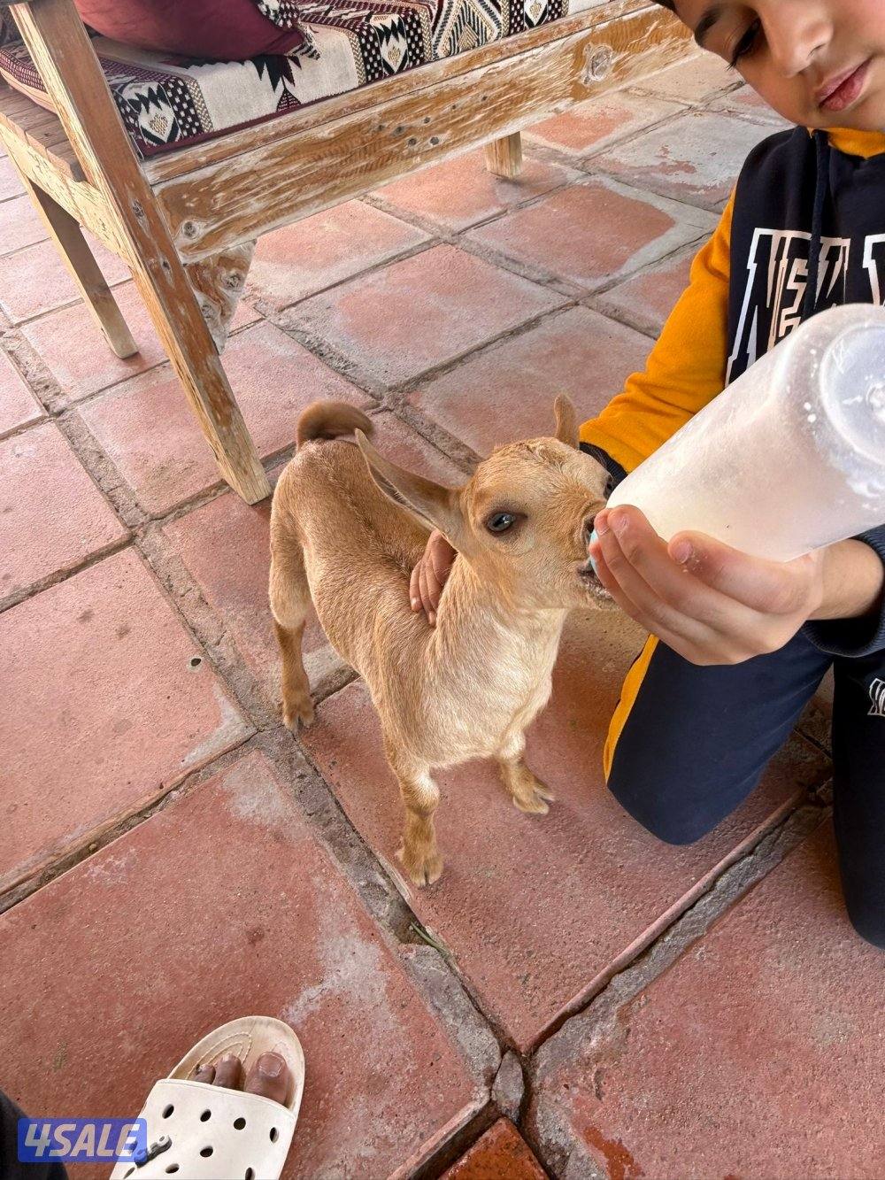 للبيع تيس بربري اللون اصفر متعلم على الرضاعه ( مميه ) العمر سبوعين ونص2