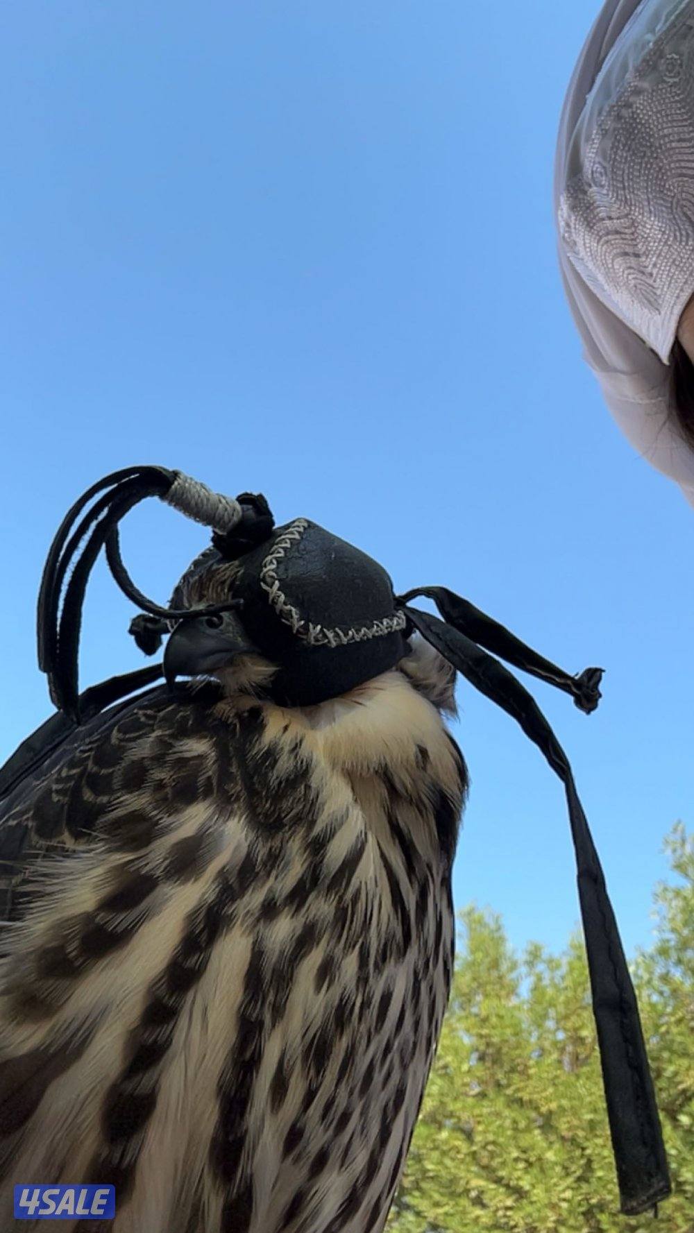 للبيع شيهانه بجه علومها طيبه0