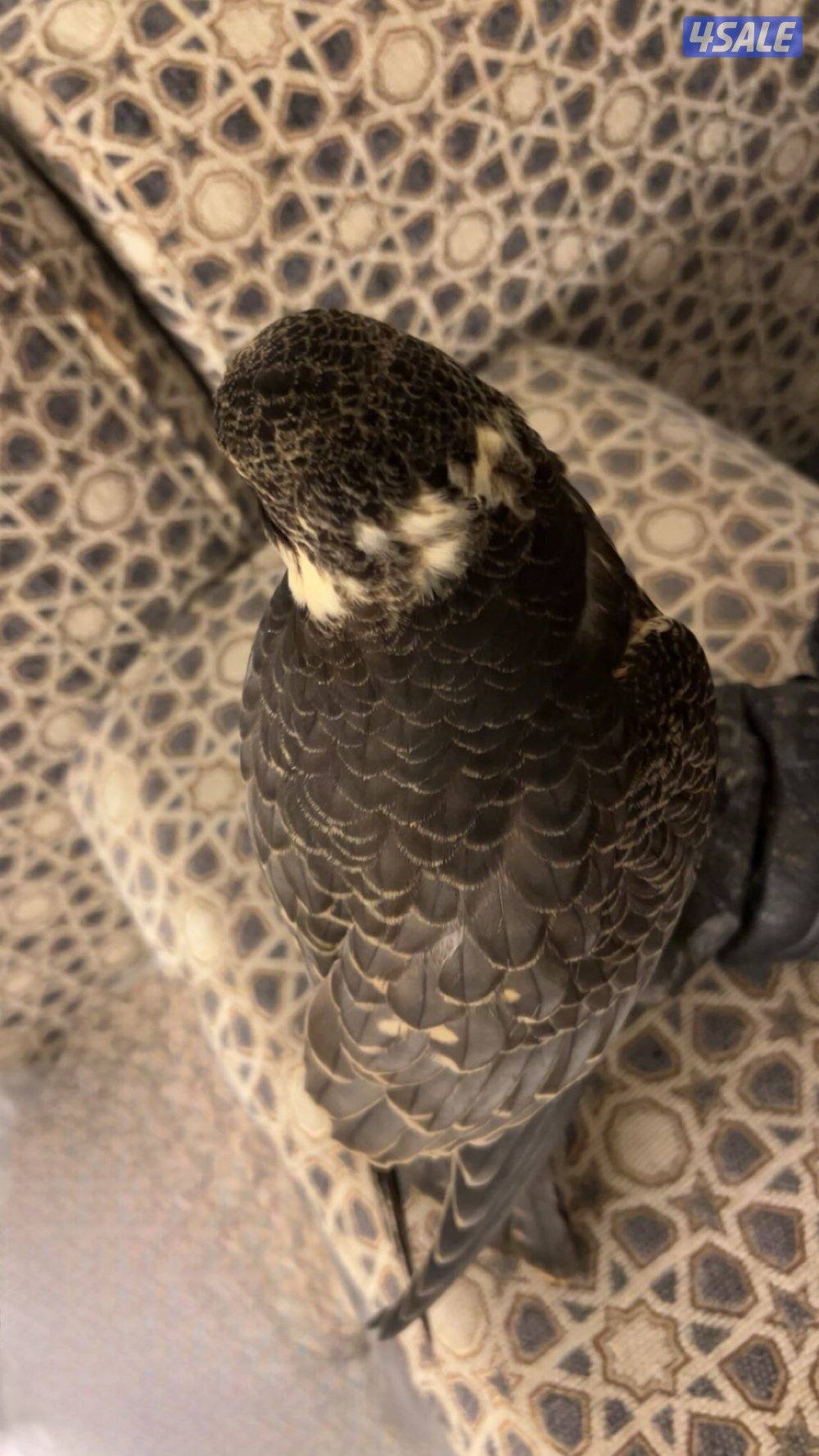 للبيع شيهانه بجه علومها طيبه1