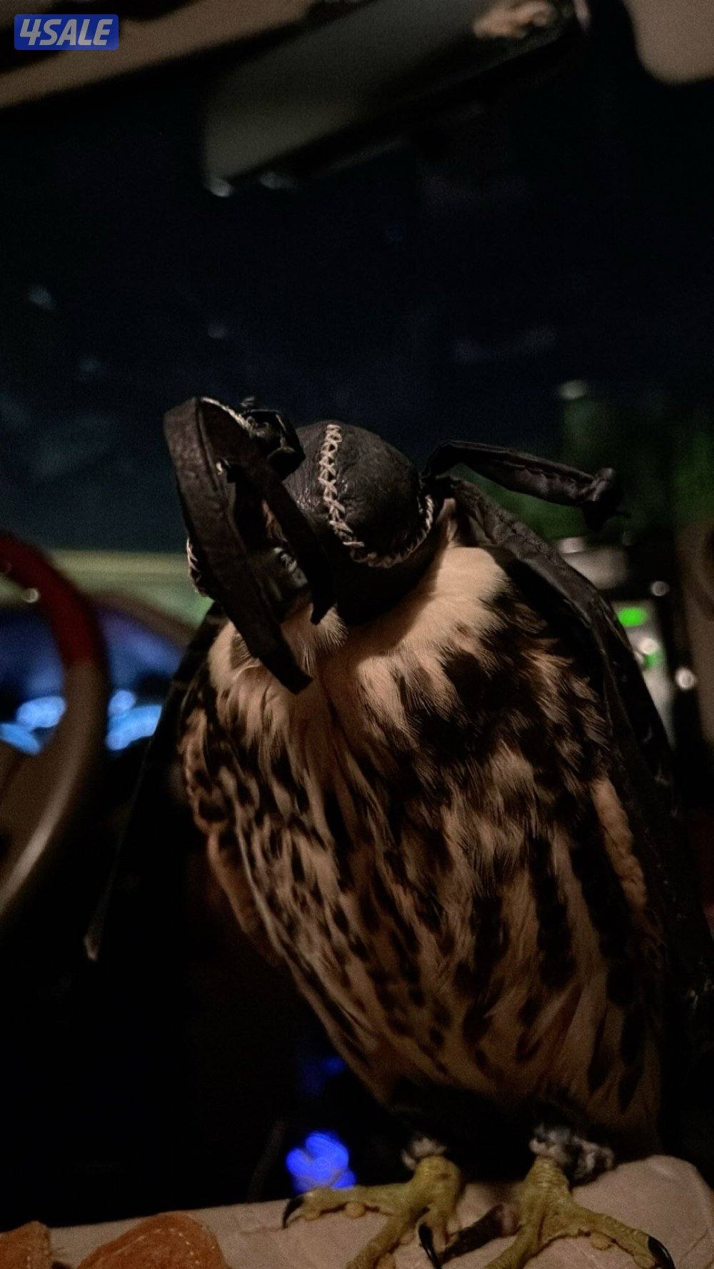 للبيع شيهانه بجه علومها طيبه2