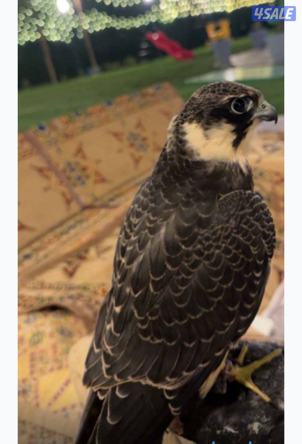 للبيع شيهانه بجه علومها طيبه3