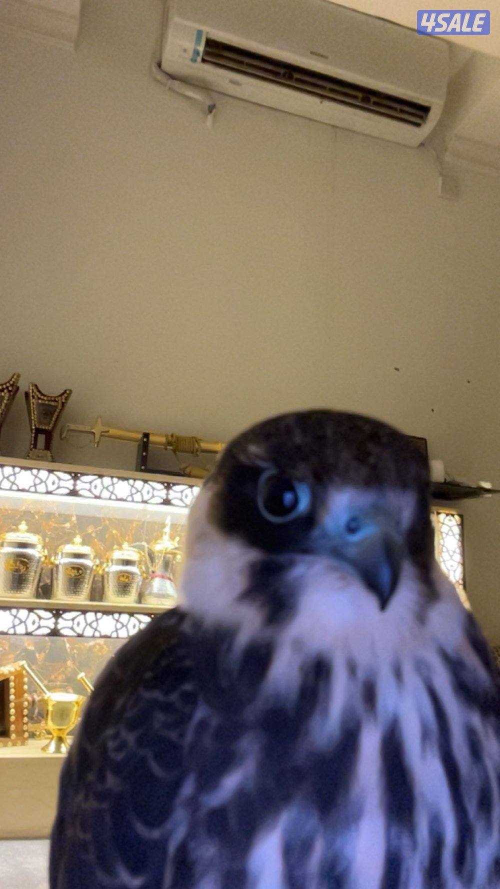 للبيع شيهانه بجه علومها طيبه4