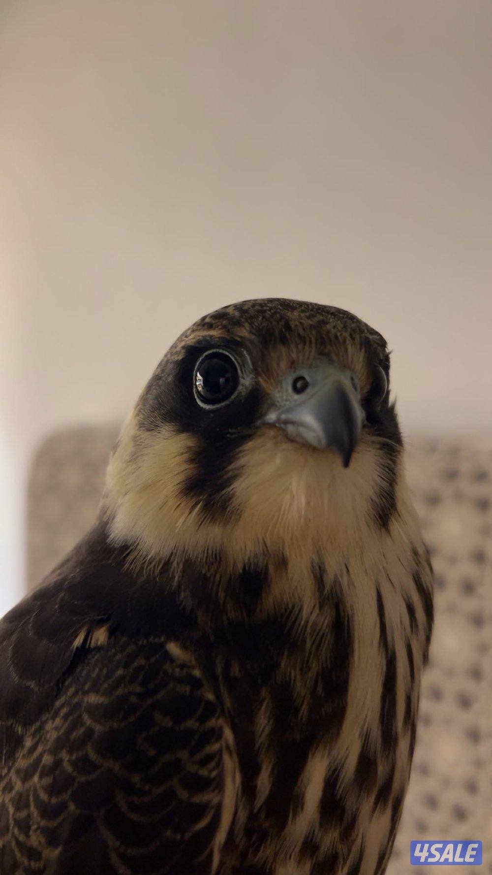 للبيع شيهانه بجه علومها طيبه5