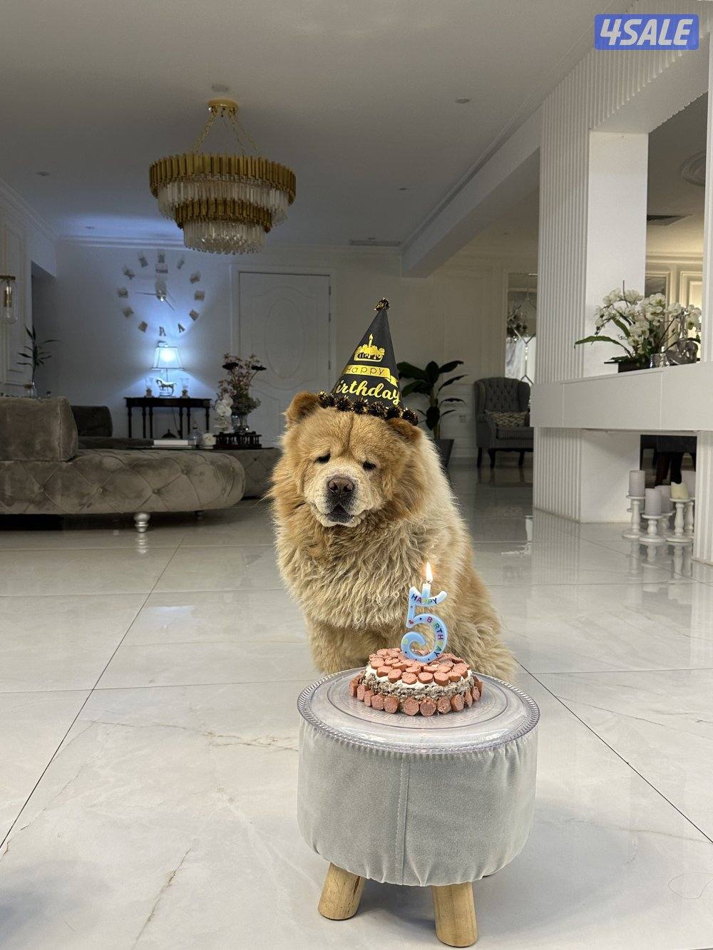 كلب ذكر تشاو تشاو للتزواج0