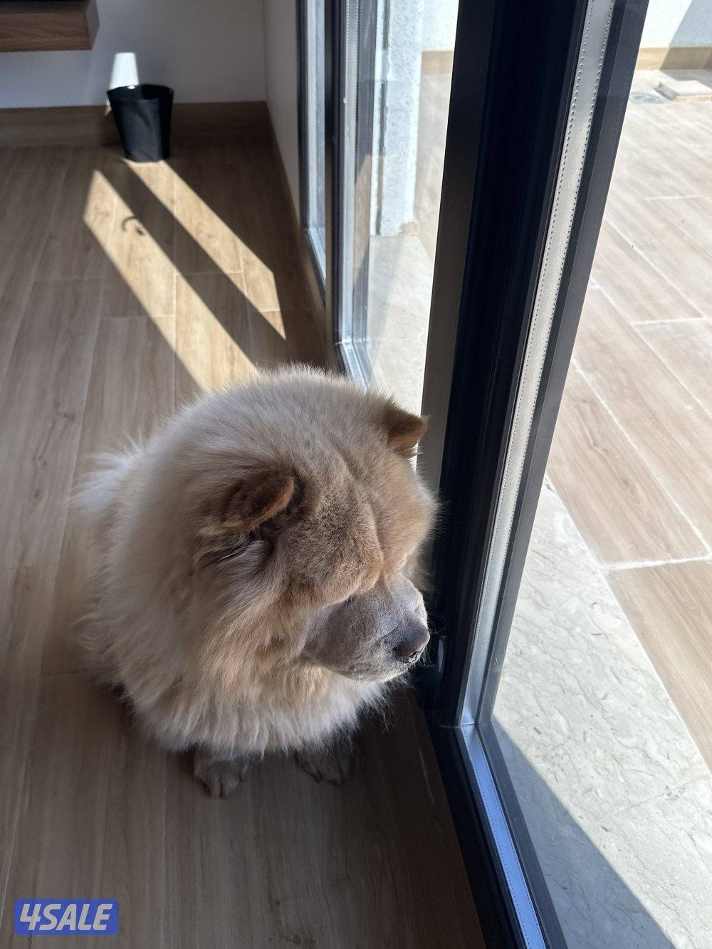 كلب ذكر تشاو تشاو للتزواج2