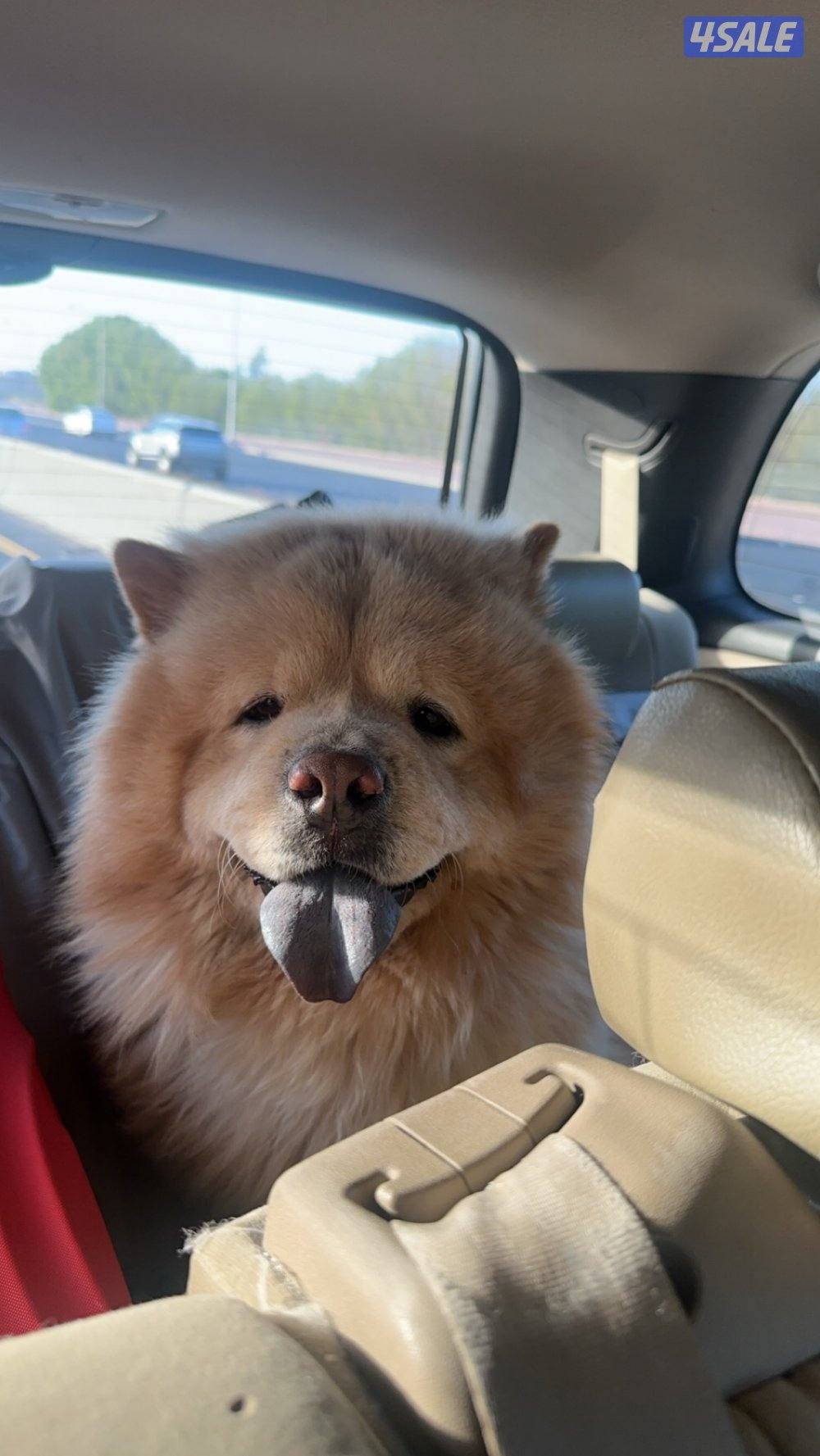 كلب ذكر تشاو تشاو للتزواج1