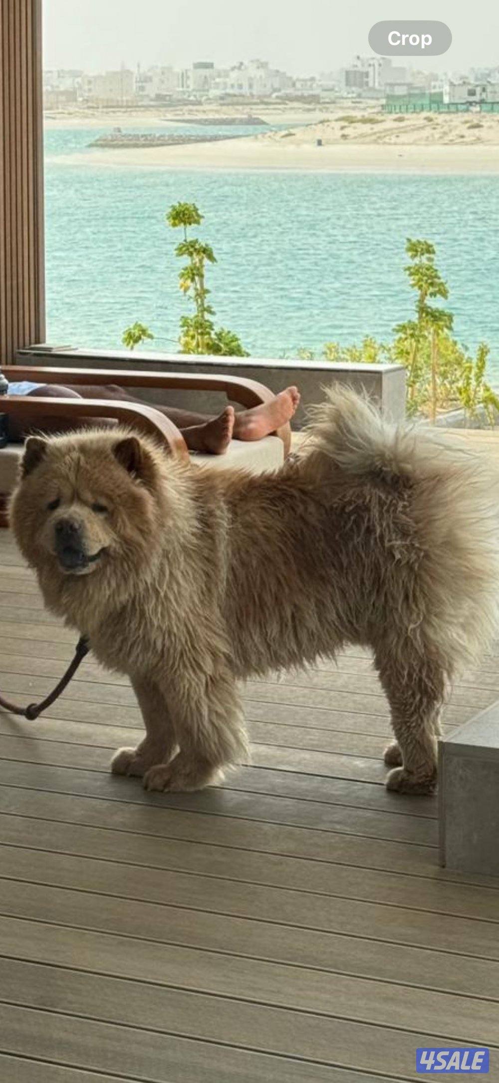 كلب ذكر تشاو تشاو للتزواج3