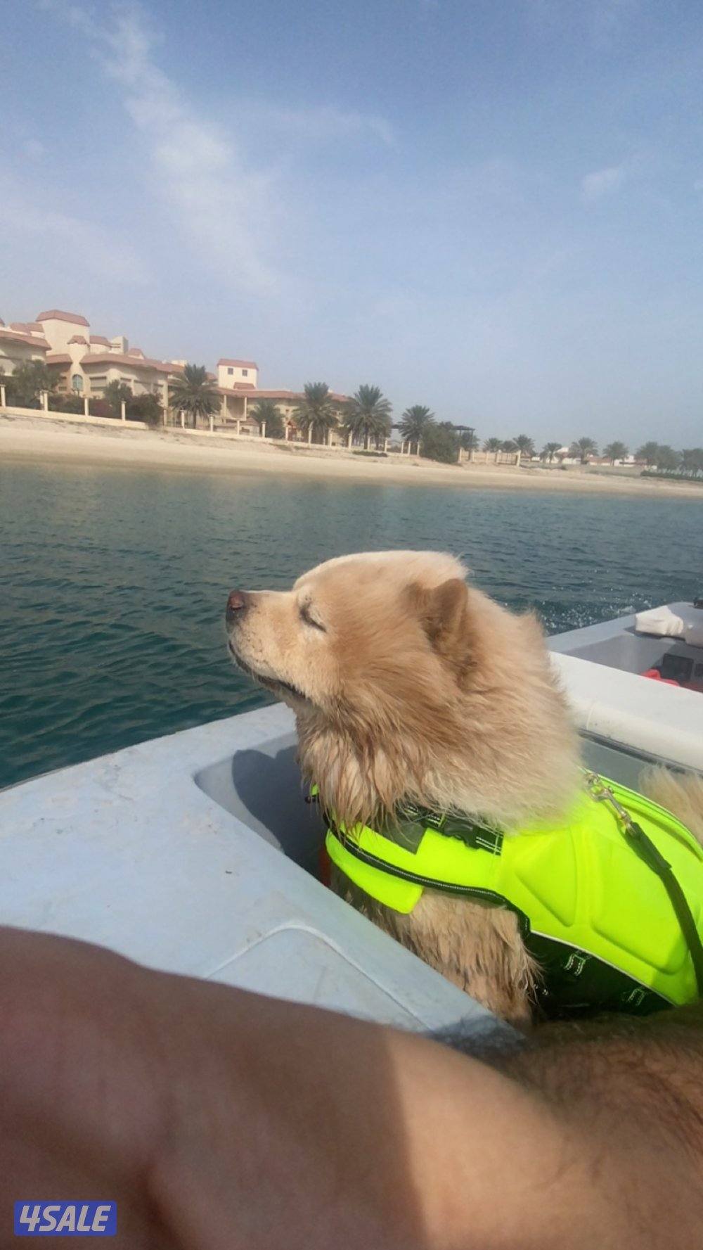 كلب ذكر تشاو تشاو للتزواج5