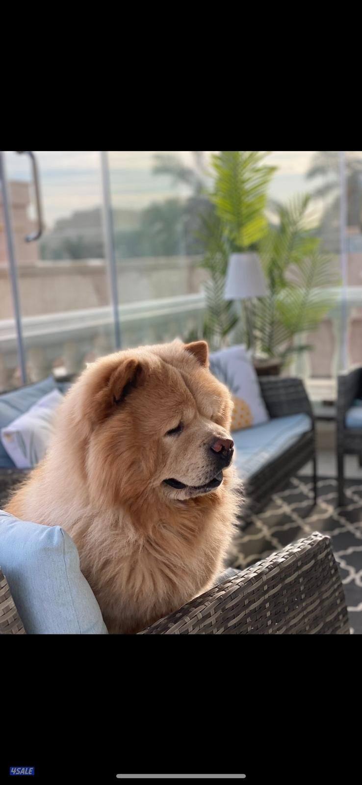 كلب ذكر تشاو تشاو للتزواج4