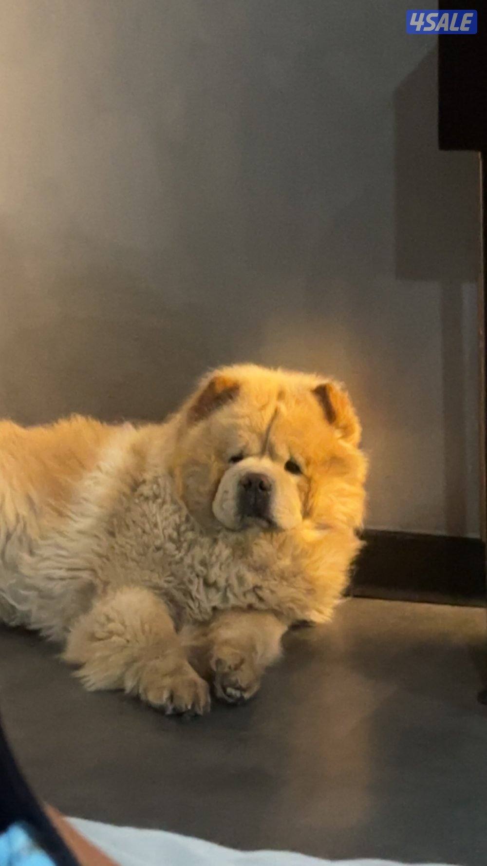 كلب ذكر تشاو تشاو للتزواج6