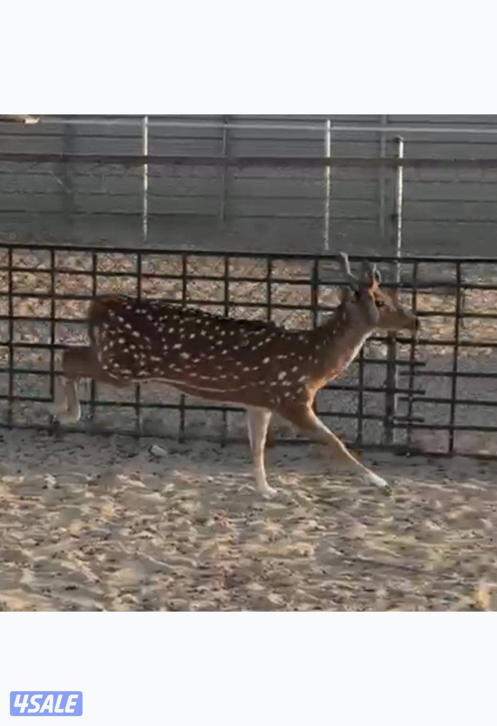 مطلوب غزال فلودير او اكس دير0