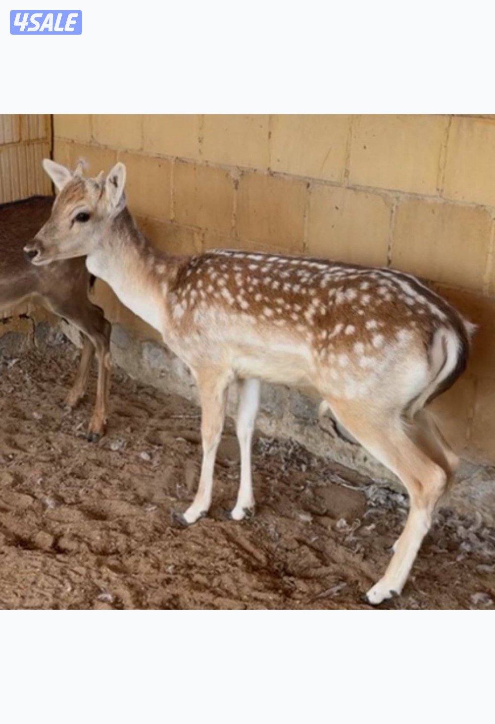 مطلوب غزال فلودير او اكس دير1