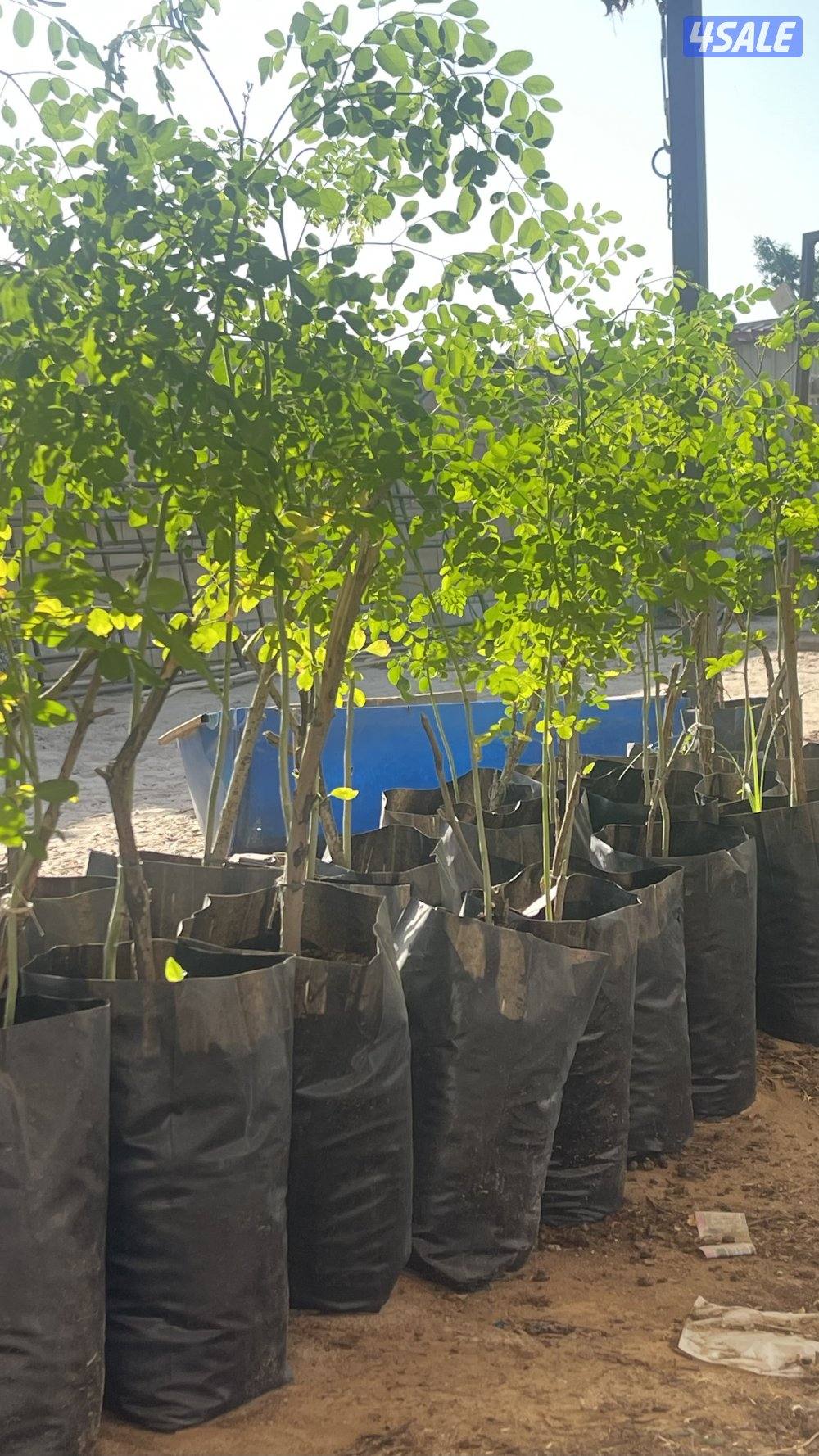 للبيع شتلات مورينغا1