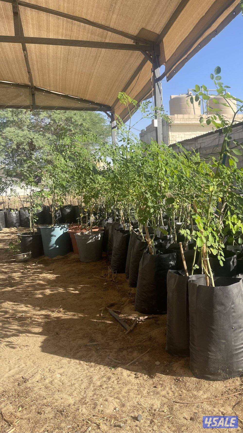 للبيع شتلات مورينغا2