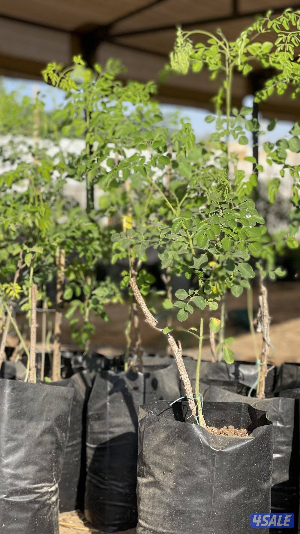 للبيع شتلات مورينغا3