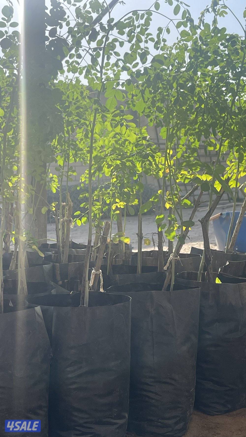 للبيع شتلات مورينغا4