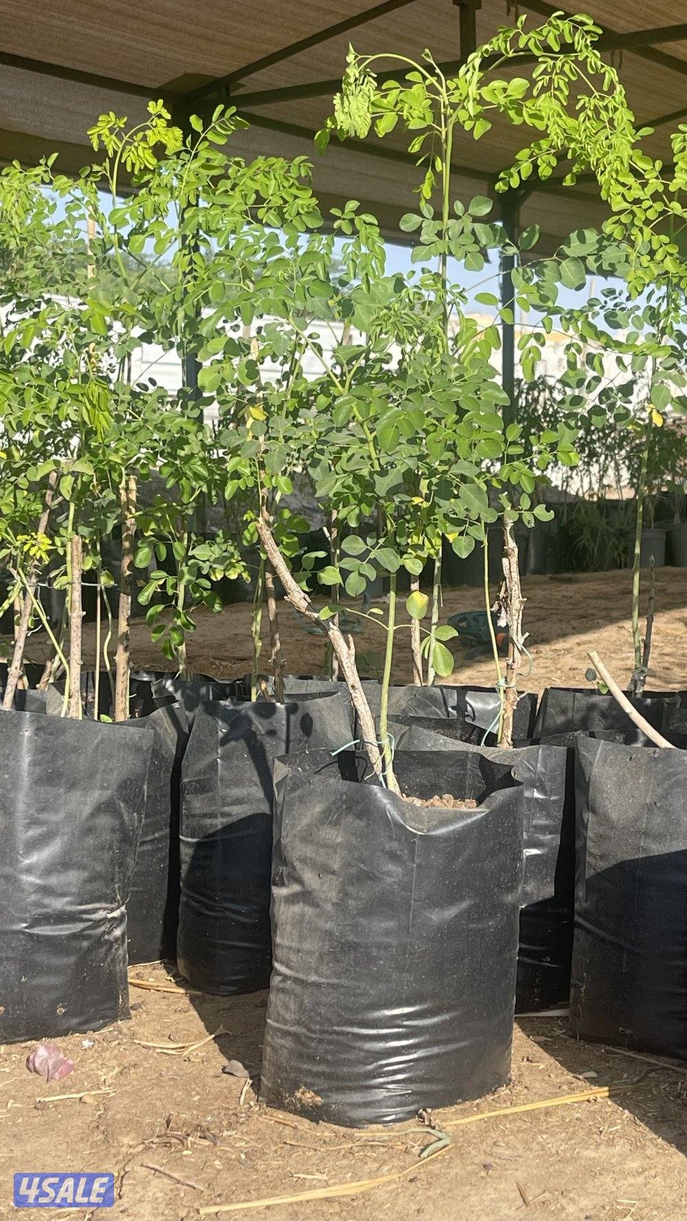 للبيع شتلات مورينغا5