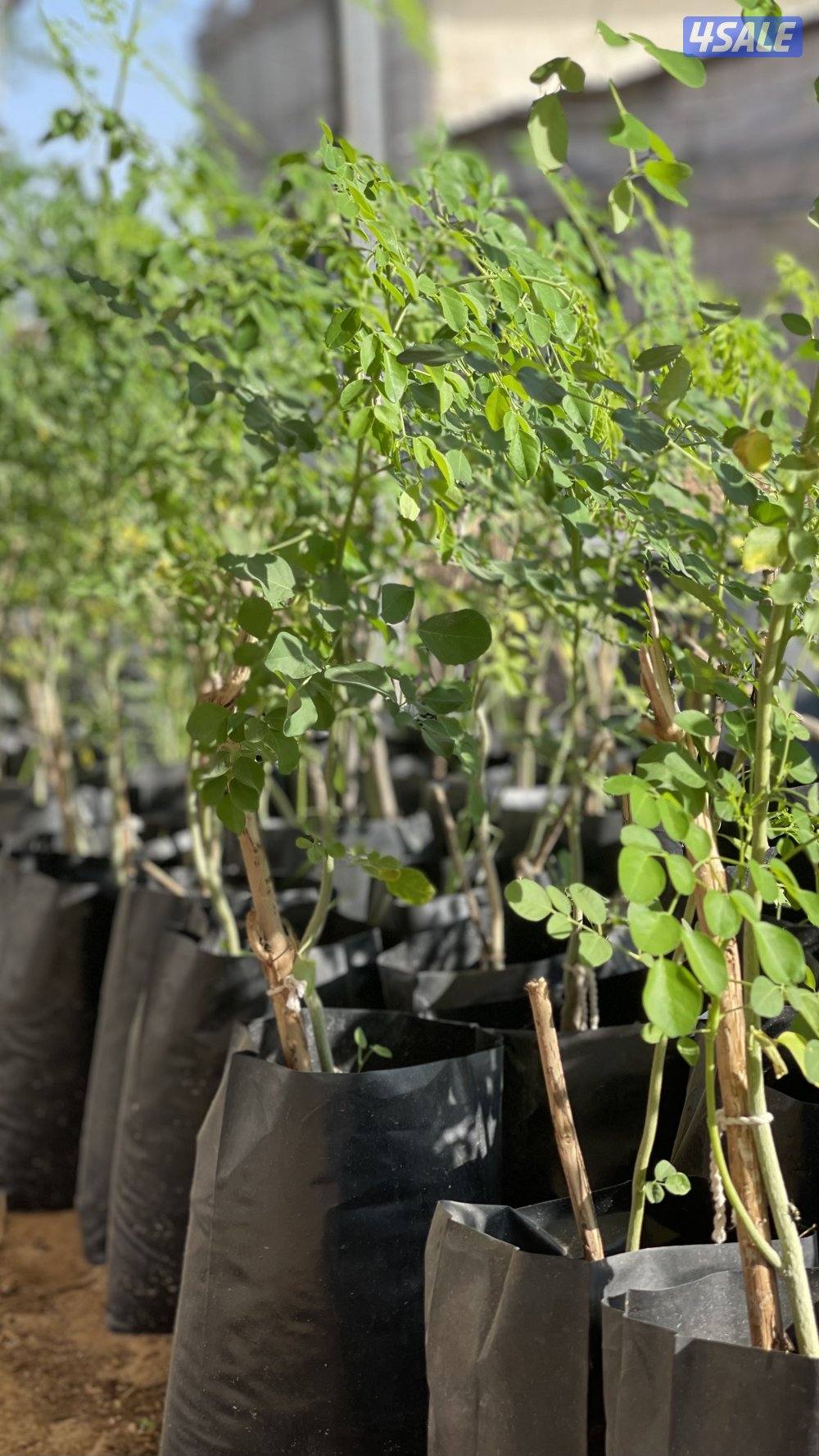 للبيع شتلات مورينغا6