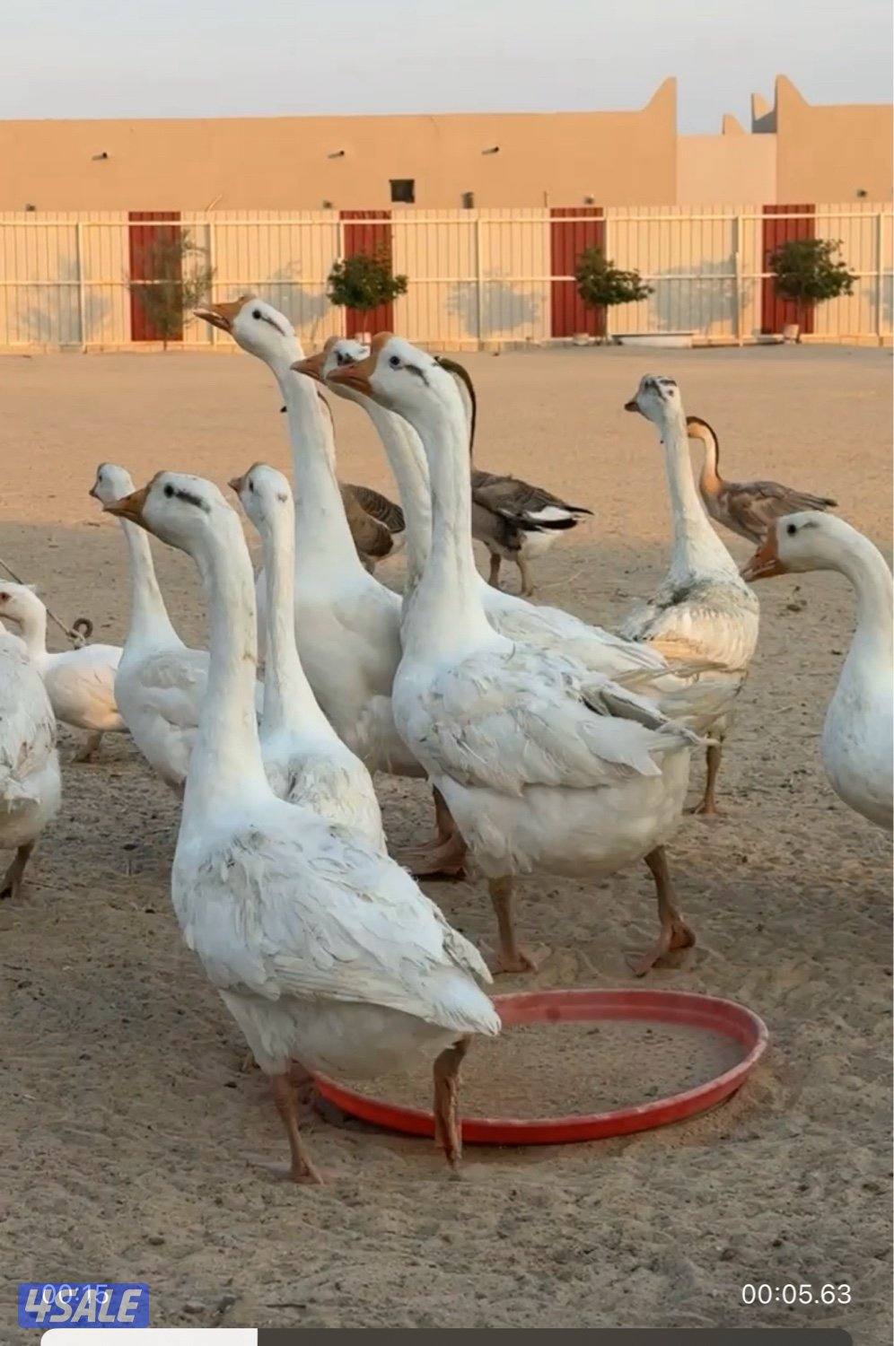 للبيع وز كندي ابيض بياااض بااسعاااار 🔥🔥معقولة جداً الحبة ب 90