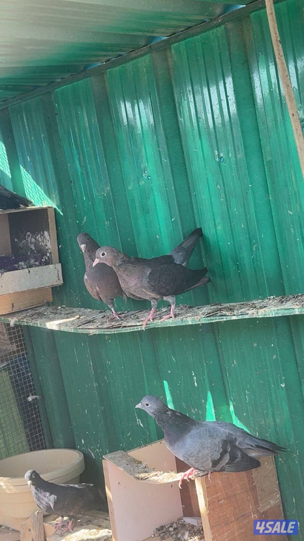 وقواق صنعاويه3