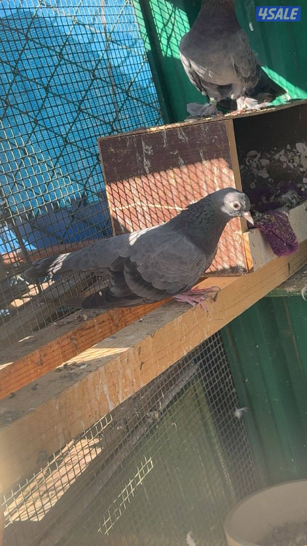 وقواق صنعاويه4