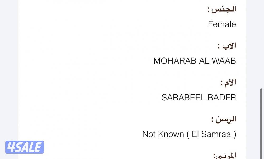 فرس مصرية لاقح تولد شهر 3 ان شاء الله1