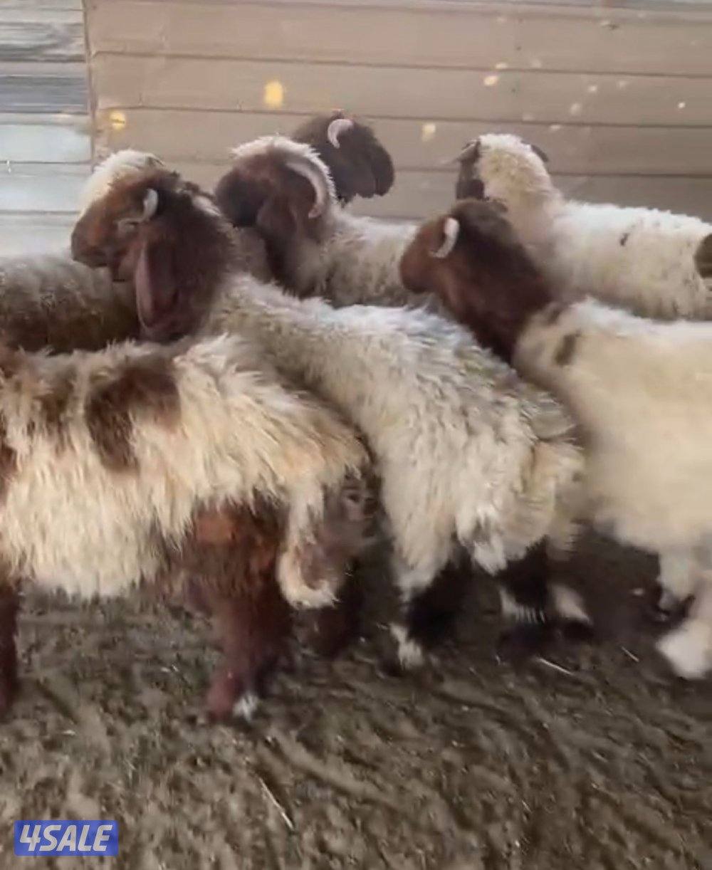 ذبائح الطّيب1