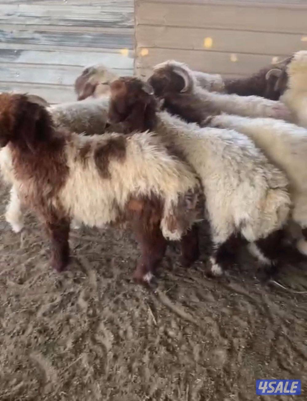 ذبائح الطّيب2