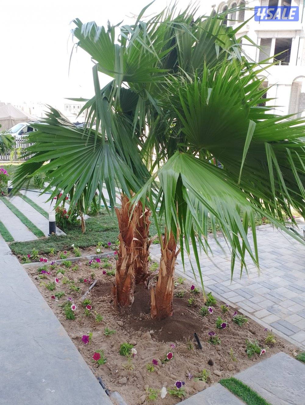 واشنطن الزراعية لتنسيق الحدائق وصيانتها جميع مناطق الكويت7