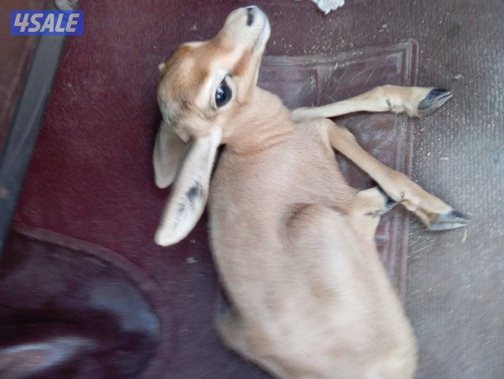 - للبيع طفلة غزال عمرها 10 أيام0