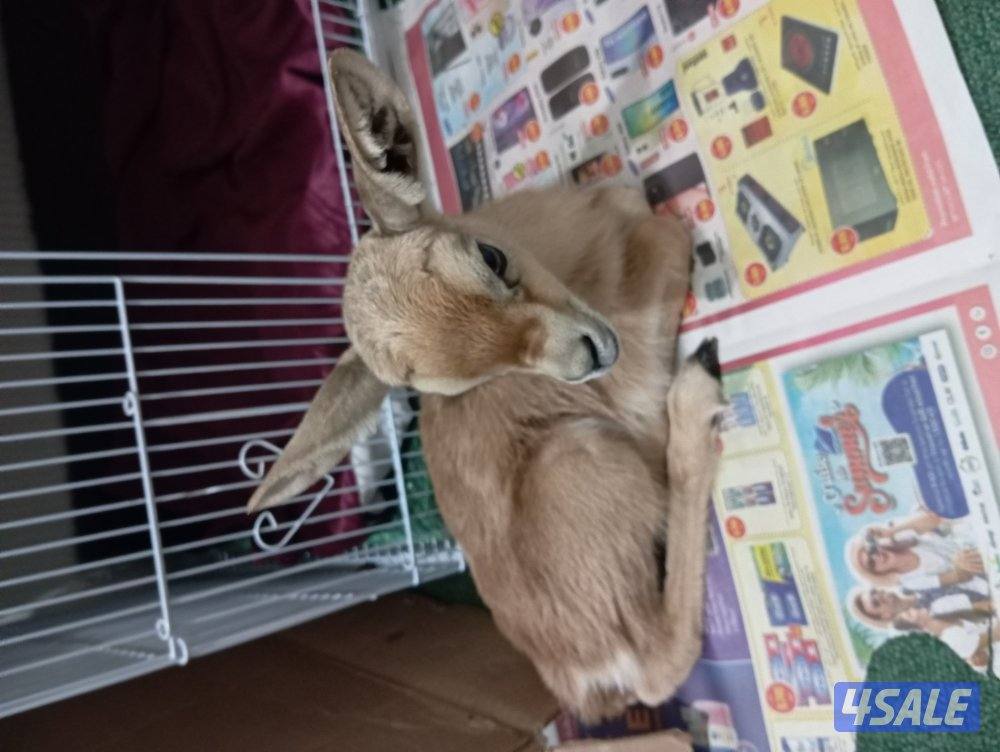 - للبيع طفلة غزال عمرها 10 أيام1