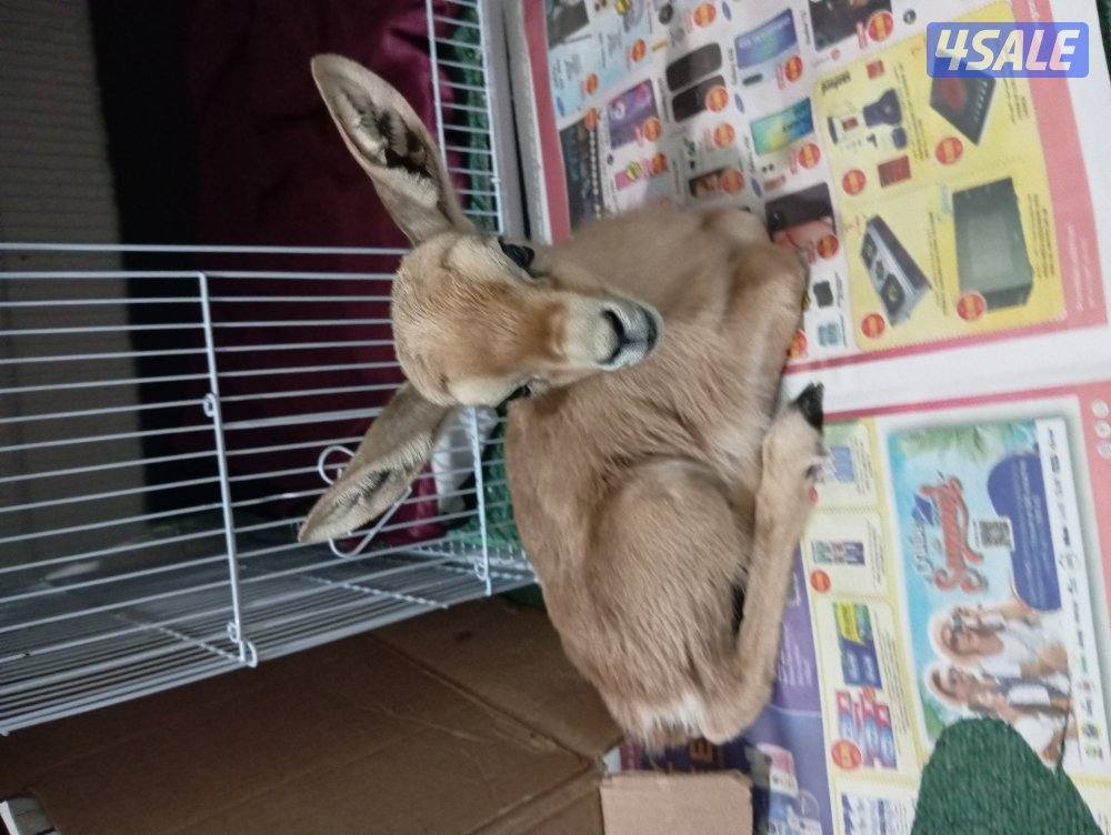 - للبيع طفلة غزال عمرها 10 أيام2