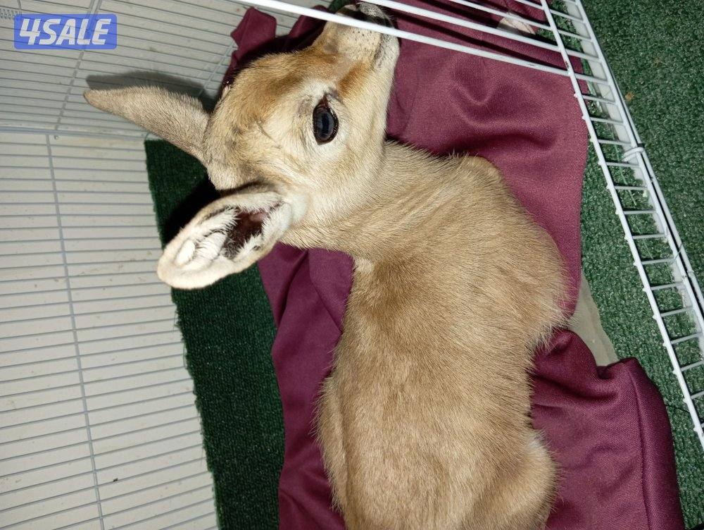 - للبيع طفلة غزال عمرها 10 أيام3