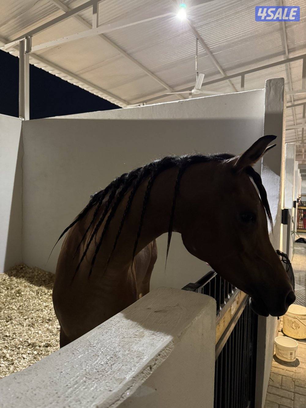 فرس عربية مكس ٢٠١٦ مستوردة من ايطاليا حفيدة عجمان منسيوني1