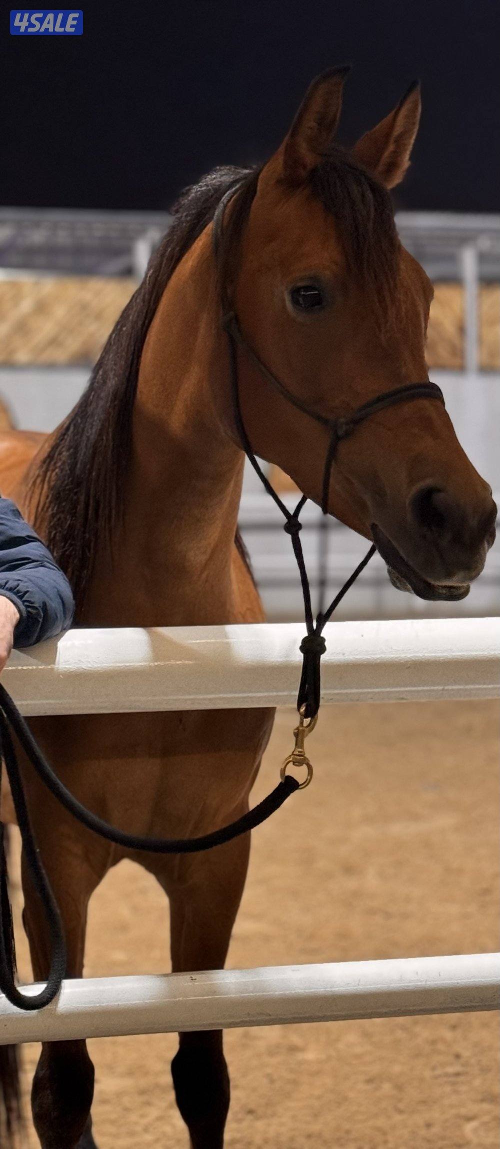 فرس عربية مكس ٢٠١٦ مستوردة من ايطاليا حفيدة عجمان منسيوني3