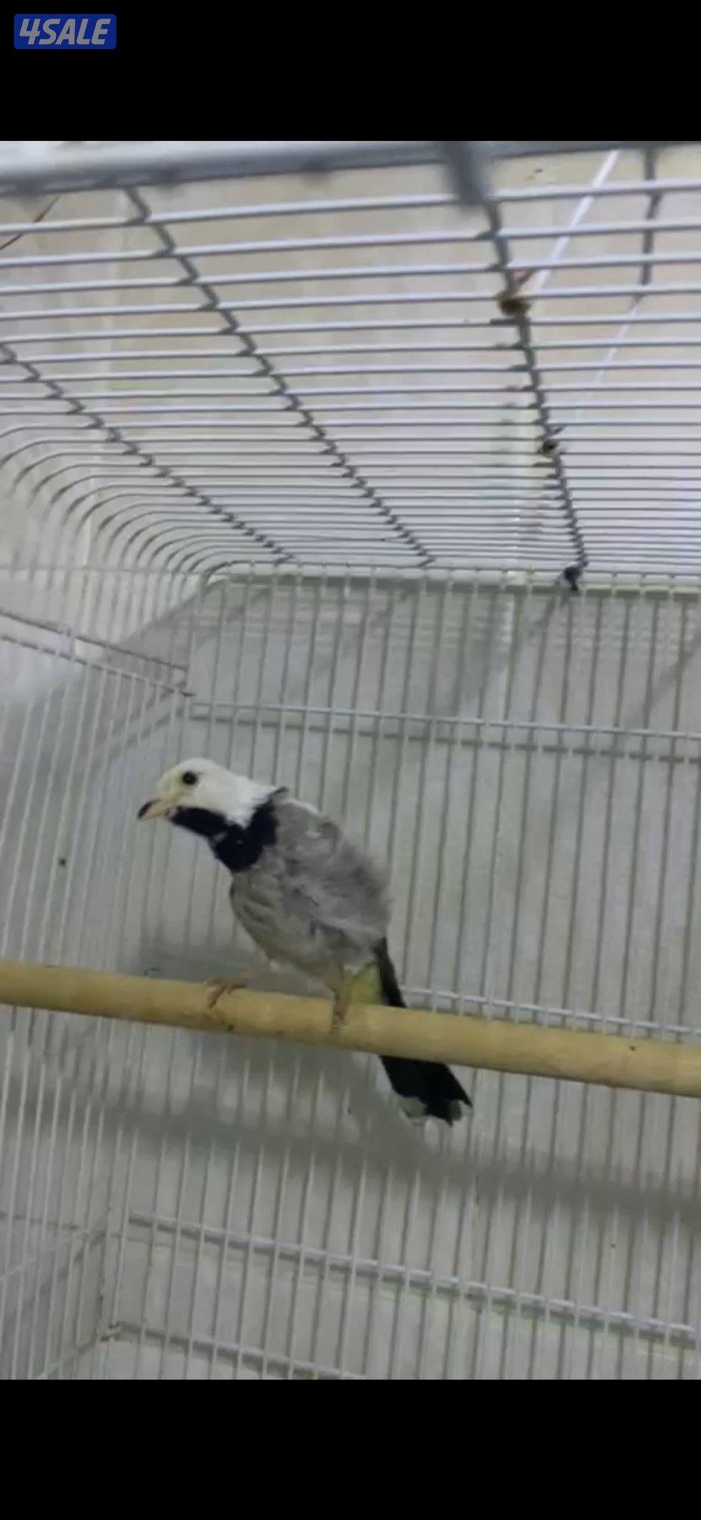 بلابل مميزة0