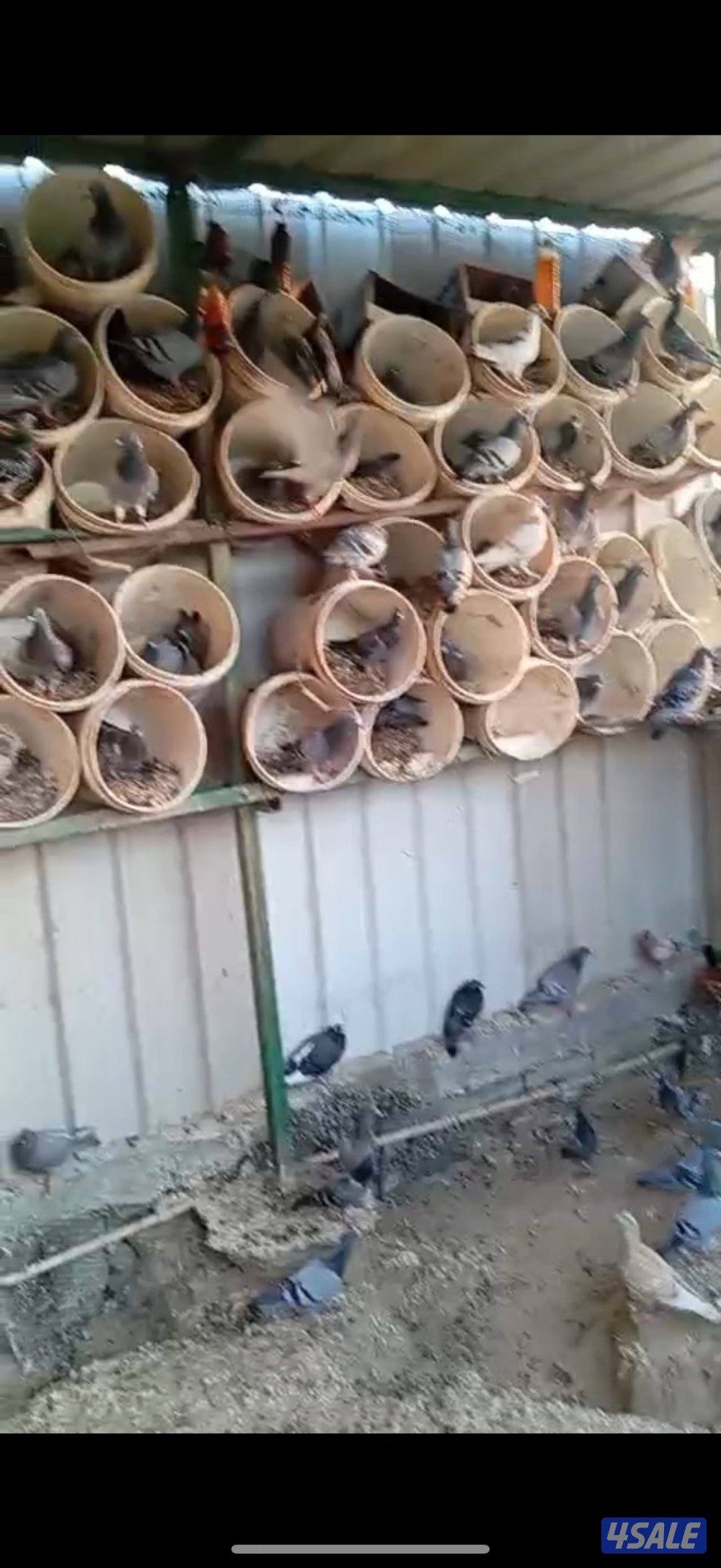 للبيع حمام زاجل شرط منتجات وسمان وصاحيات ويطيرن0