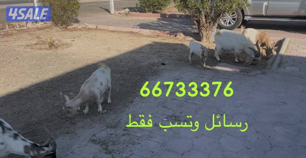 للبيع جيكيات جمله0