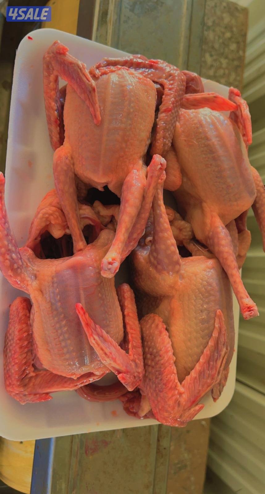 زاجلنا لفروخ الزاجل1