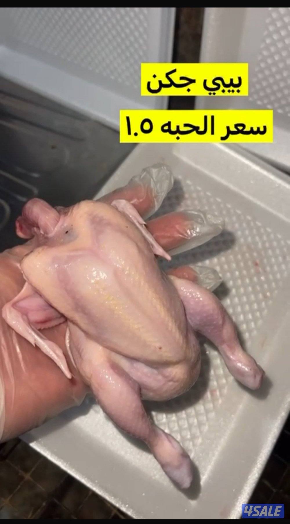 زاجلنا لفروخ الزاجل0